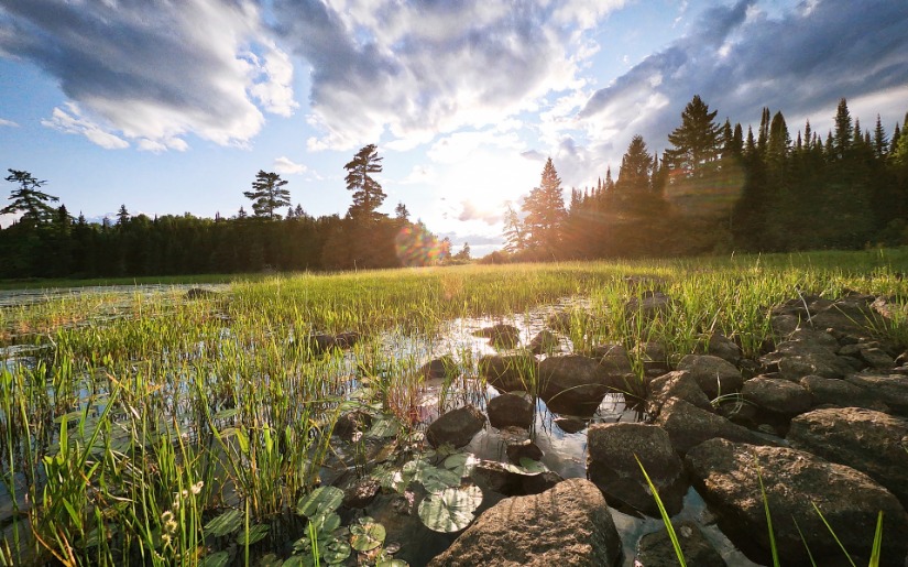 Native Plant Communities of Minnesota Field Guide